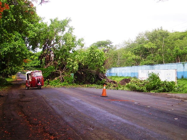 Arbol caido en carretera a Nandaime
